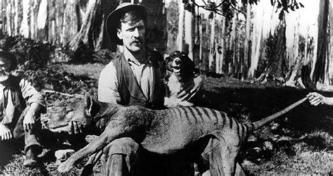 the history of the thylacine the extinct tasmanian tiger of australia