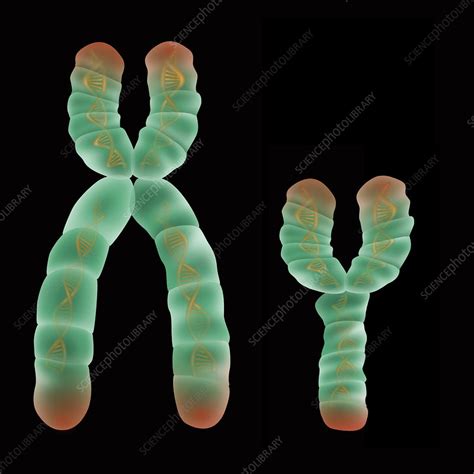 Xy Chromosome Illustration Stock Image F031 7347 Science Photo