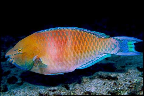 parrot fish fish