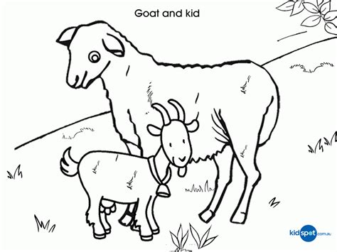 pics  cute baby goat coloring page goat coloring page coloring home