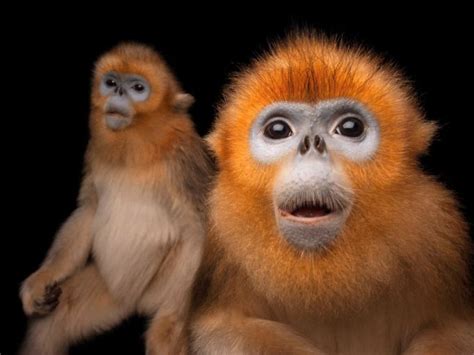 golden snub nosed monkey payments  eco systems