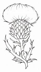 Thistle Flower Drawing Tattoo Metacharis Scottish Coloring Scotland Deviantart National Pages Simple Sketch Scotch Plant Thistles Drawings Line Template Flowers sketch template