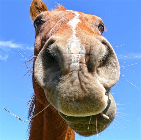 funny brown horse face photograph  jennie marie schell pixels