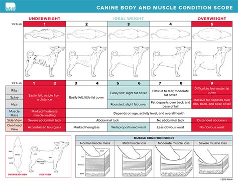 body  muscle condition score