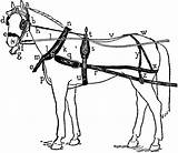 Harness Horse Drawn Carriage Clipart Drawing Gif Small Etc Labeled Getdrawings Usf Edu Clipground Original Large Tiff Resolution Paws Five sketch template