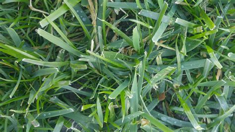 identify  grass lawnsitecom lawn care landscaping