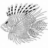 Lionfish Zebrafish Zentangle Stylized Volitans Feuerfisch Pterois Adults Antistress Designlooter Freehan Drawn sketch template