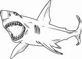 Jaws Shark Coloring Pages Hungry Great Colouring Color Template Sketch Print Wiet Gret sketch template