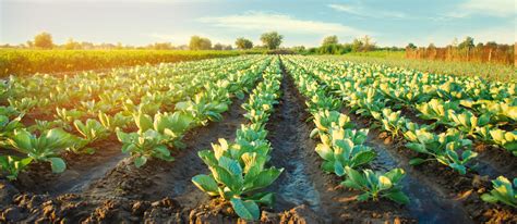 cabbage plantations grow   field vegetable rows farming