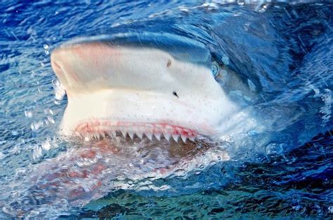 hawaii shark attack kills swimmer off kaanapali beach