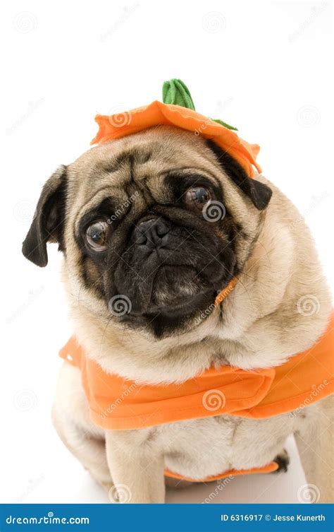 crazy halloween pug stock image image  dressed background