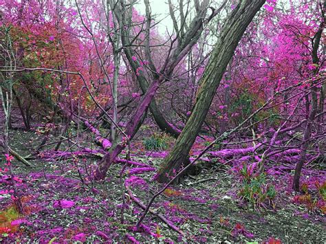 winter   pink forest david gwinnutt