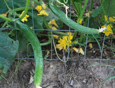 favorite easy vegetable cucumber gardening   drought