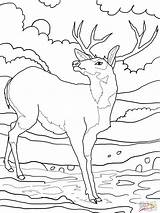 Deer Coloring Mule Pages Whitetail Tailed Color Printable Supercoloring Buck Print Drawing Elk Tail Rocky Clipart Getdrawings Colouring Mountains Ones sketch template