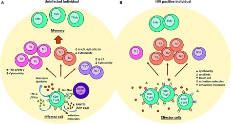 role  cd  cells   context   hiv  infection    scientific