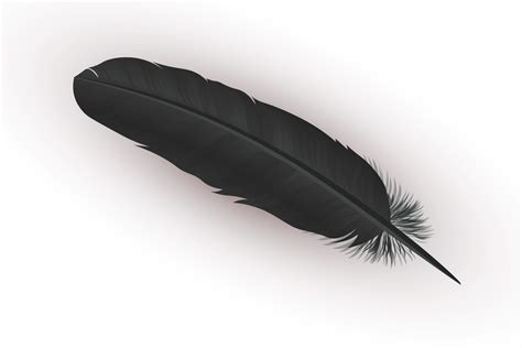 black feather meaning  symbolism color meanings