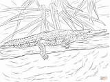 Crocodile Coloring Pages Freshwater Kids Drawing Printable Cartoon Color Drawn Print sketch template