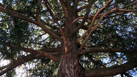 endangered florida tree      save  species yale