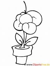Blume Malvorlage Manzanilla Blumen Pintar Titel sketch template