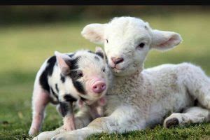 farm animals list facts  pictures