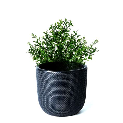 Pot With Plant Black – Signature On Hastings
