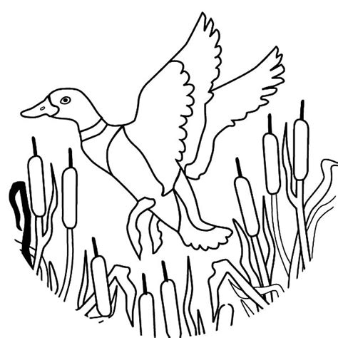draw flying mallard duck coloring pages color luna