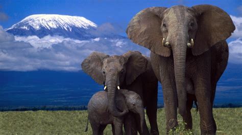 beauty cute amazing animal african elephant family  jungle