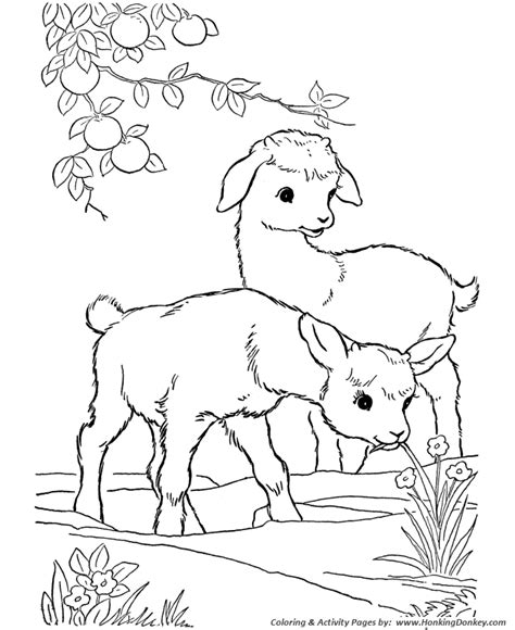 farm animal coloring pages printable kid goats coloring page  kids