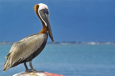 pelican history   interesting facts