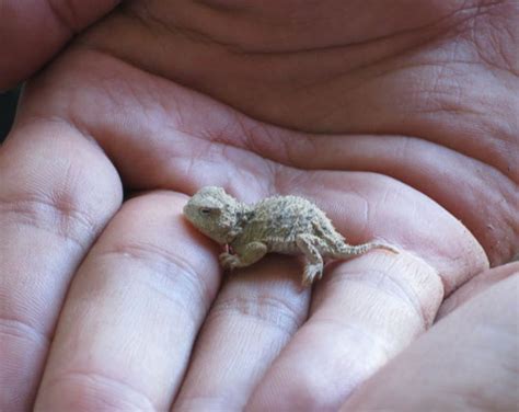 Sexing spiny mice