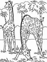 Giraffe Eating Grass Coloring Two Drawing Netart Getdrawings sketch template