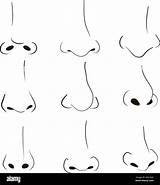 Noses Alamy sketch template