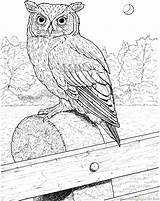 Owl Coloring Pages Horned Great Printable Realistic Color Birds Drawing Owls Eared Barn Long Supercoloring Flying Colouring Coloringpages101 Kids Bird sketch template