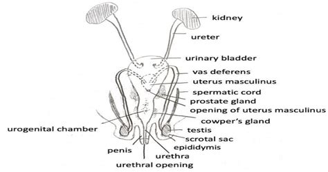 give an account of male reproductive system of rabbits class 10 biology