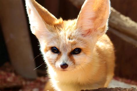 facts  fennec foxes