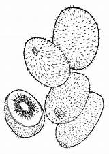 Kiwi Fruit sketch template