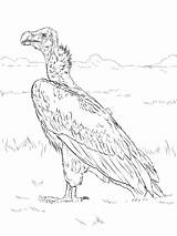 Avvoltoio Faced Vulture Lappet Buitre Orejudo sketch template