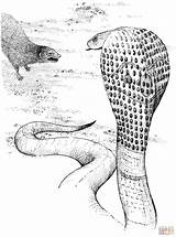 Cobra Mongoose Colorare Disegni Realista Fighting Mangosta Library Designlooter Coloringbay Reptiles sketch template