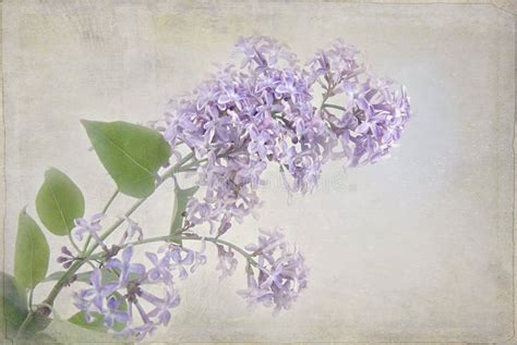 lilacs  pastel texture stock image image  floral