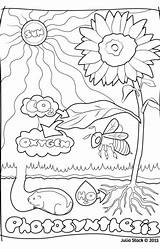 Photosynthesis Coloring Getcolorings Color Sheet sketch template