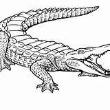 Crocodile Coloring Nile Pages Drawing Getcolorings Clipartmag sketch template