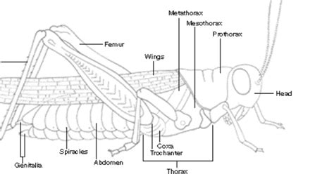 arthropod morphology parts   grasshopper amnh