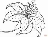 Lirio Lilies Fiori Molde Desenhar Coloringhome Zoomer Cliquer sketch template