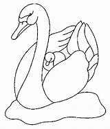 Cisnes Swan sketch template