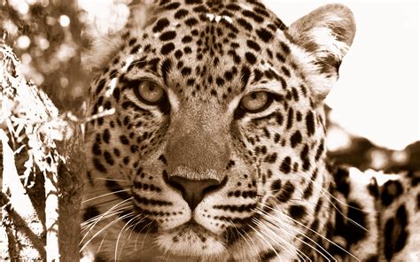 leopard full hd bakgrund  bakgrund  id