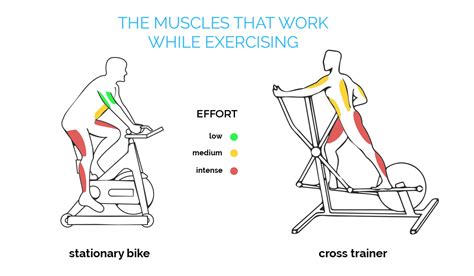 musculos se ejercitan haciendo bicicleta estatica consejos bicicletas