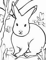 Coloring Arctic Animals Pages Hare Print Color Printable Getcolorings sketch template
