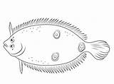 Flounder Coloring Eye Three Pages Fish Printable Categories Sea Supercoloring sketch template