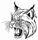 Bobcat Drawing Bobcats Face Drawings Clipart Cassville High School Animal Logo Bloomington Delta Cy Fair Draw Wildcat Easy Wildcats Sketches sketch template