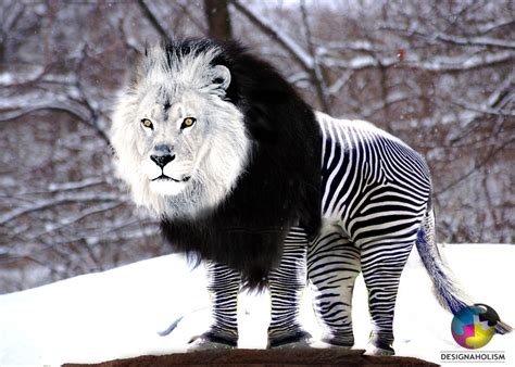 designaholism photoshop morphing libra  mix  lion  zebra